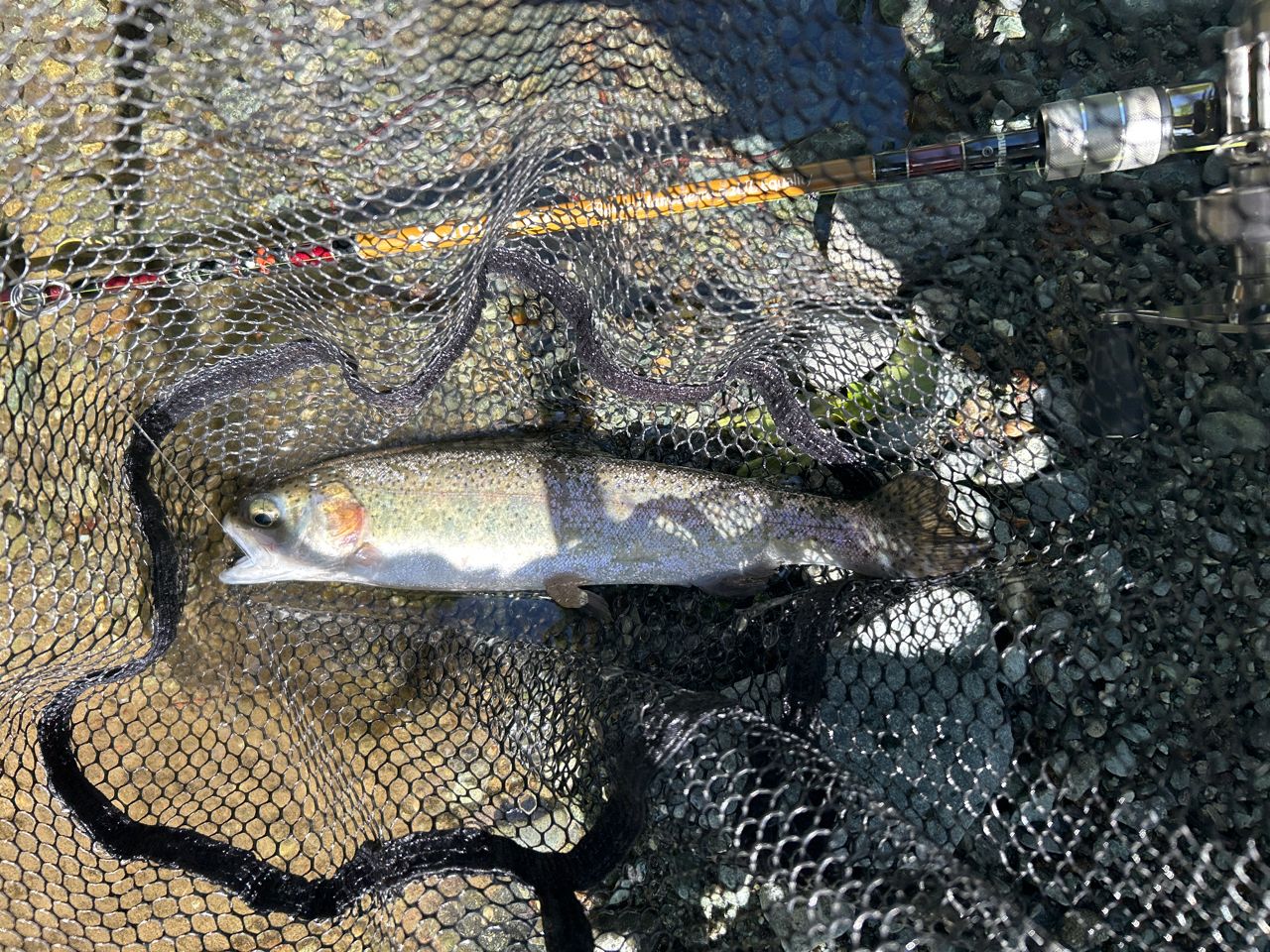 レインボートラウト