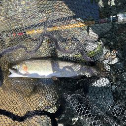 レインボートラウト