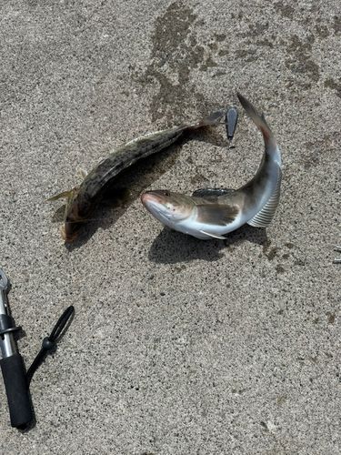 ホッケの釣果