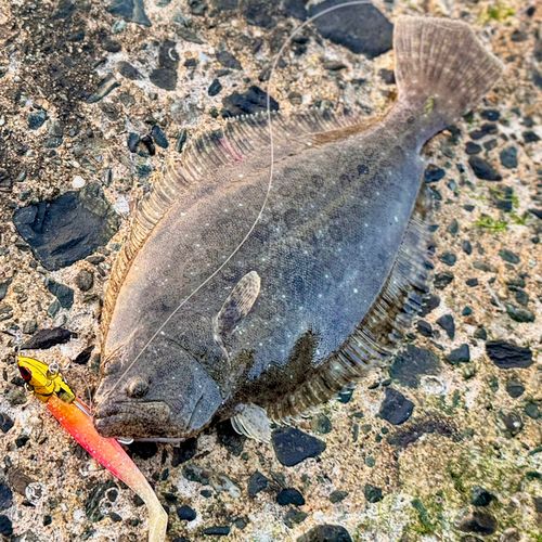 ヒラメの釣果