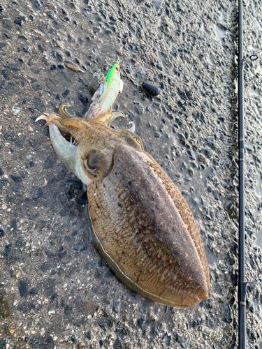 コウイカの釣果