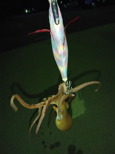 イイダコの釣果