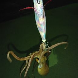 イイダコ