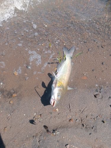 アメリカナマズの釣果
