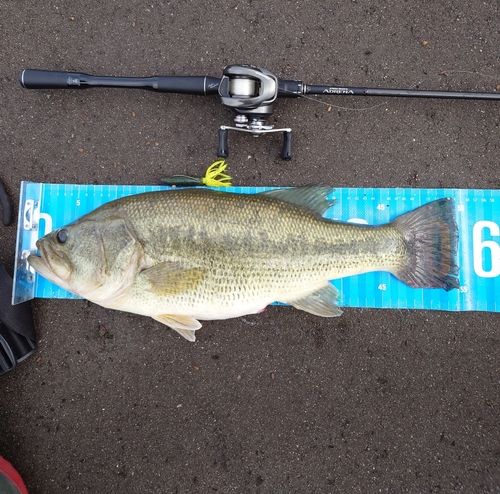 ブラックバスの釣果