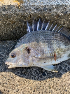 キビレの釣果