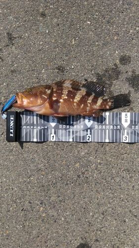 アコウの釣果