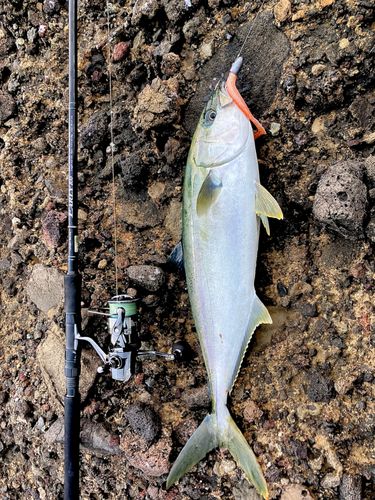 ヒラマサの釣果