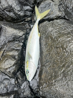 フクラギの釣果