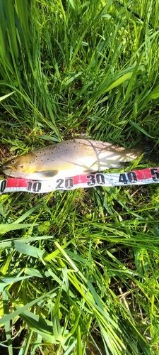 ブラウントラウトの釣果