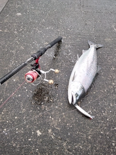 サクラマスの釣果