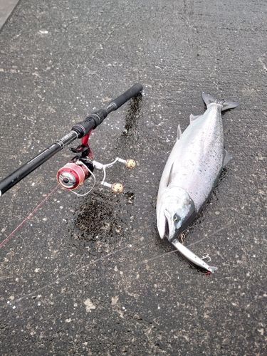 サクラマスの釣果