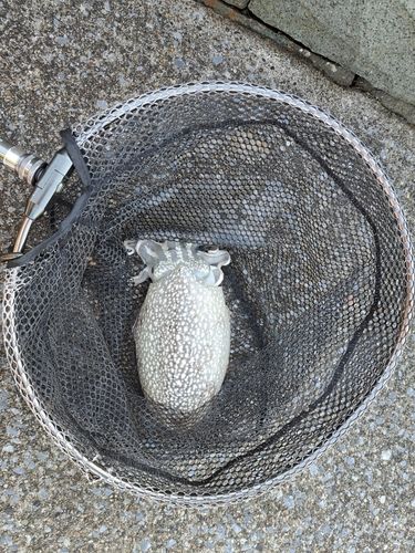 シリヤケイカの釣果
