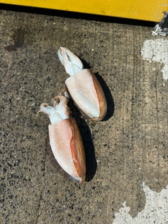 コウイカの釣果
