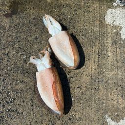 コウイカ