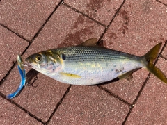 コノシロの釣果