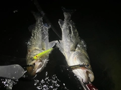 シーバスの釣果