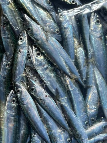 サバの釣果