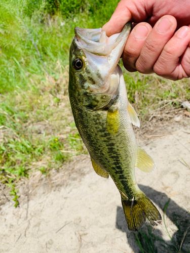 ラージマウスバスの釣果