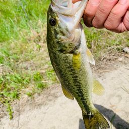 ラージマウスバス