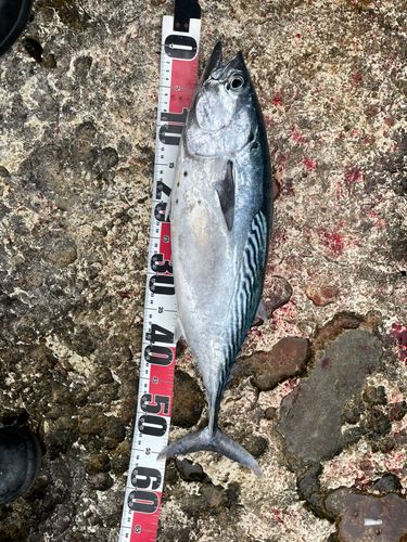 スマガツオの釣果