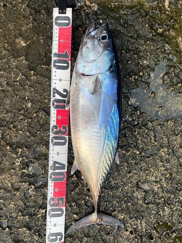 スマガツオの釣果