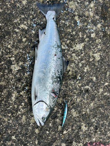 サクラマスの釣果