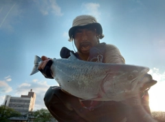 サクラマスの釣果