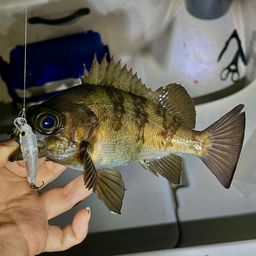 メバル