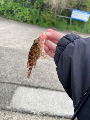 内浦湾で釣れたカサゴの釣り・釣果情報 - アングラーズ | 釣果 内浦湾で釣れたカサゴの釣り・釣果情報 - アングラーズ | 釣果