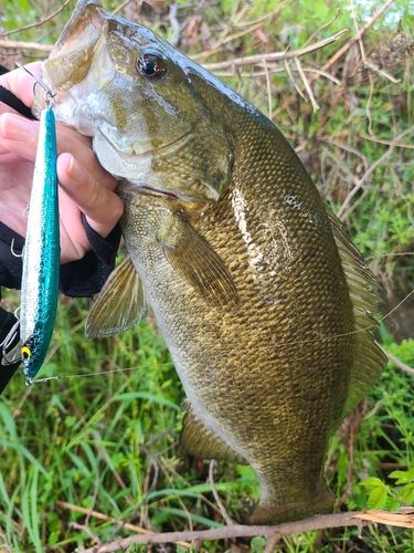 スモールマウスバスの釣果