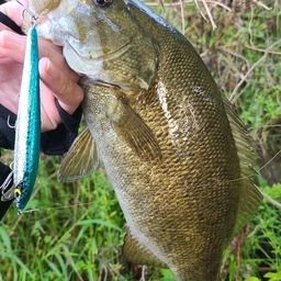 スモールマウスバス