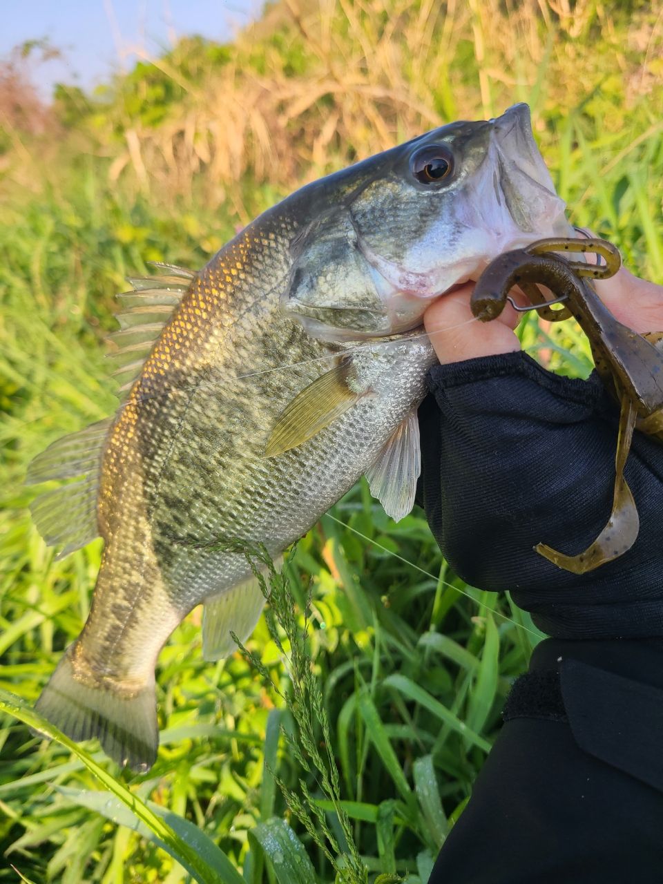 ラージマウスバス