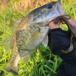 ラージマウスバス