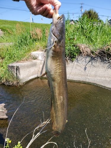 ナマズの釣果