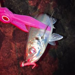 アジ