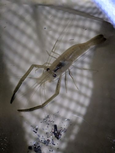 テナガエビの釣果
