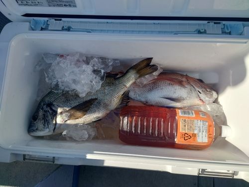 マダイの釣果