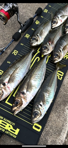 アジの釣果