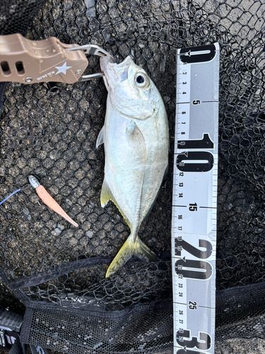 ギンガメアジの釣果