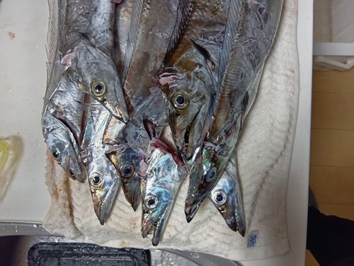 タチウオの釣果