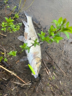 ニゴイの釣果