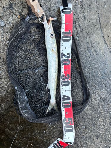 タイワンカマスの釣果