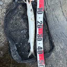 タイワンカマス