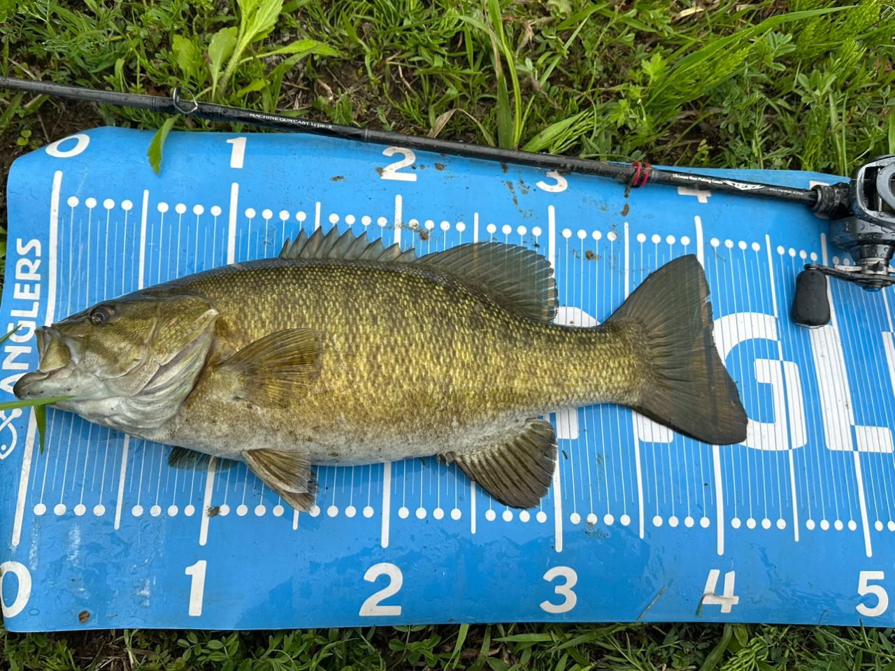 スモールマウスバス