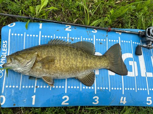 スモールマウスバスの釣果