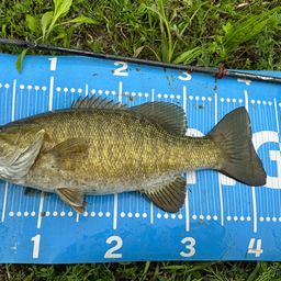 スモールマウスバス