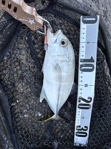 ギンガメアジの釣果