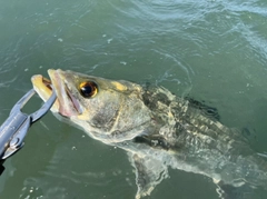 シーバスの釣果