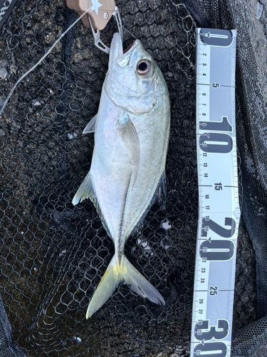 ギンガメアジの釣果